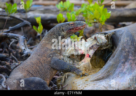 Drago di Komodo (Varanus komodoensis) alimentazione sulla carcassa di un bufalo selvatico che sono morti nella zona di mangrovia, Rinca Isola Foto Stock