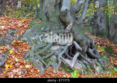 Radici di albero di faggio (Fagus sp.), montagne Harz, Sassonia-Anhalt, Germania Foto Stock