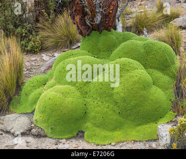 Yareta o Llareta impianto cuscino (Azorella compacta) e Queñoa de Altura (Polylepis tarapacana) sul retro, la regione di Tarapacà Foto Stock