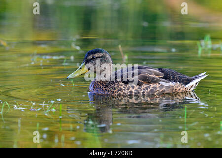 Il germano reale (Anas platyrhynchos), femmina, Tirolo, Austria Foto Stock