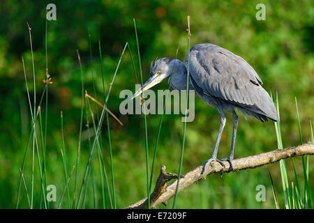 Airone cinerino (Ardea cinerea), capretti, Tirolo, Austria Foto Stock