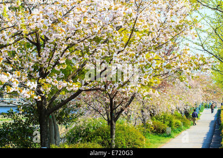 Kyoto, Giappone - 12 Aprile 2013: Sakura stagione in Kyoto, Giappone per adv o altri usi Foto Stock