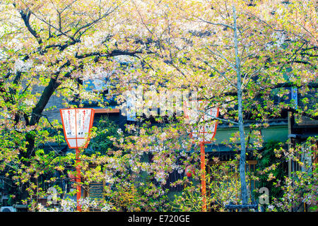 Kyoto, Giappone - 12 Aprile 2013: Sakura stagione in Kyoto, Giappone per adv o altri usi Foto Stock