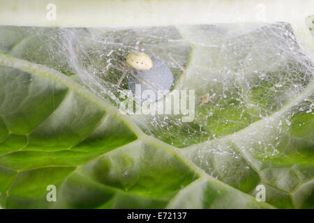 Crociera con uovo sac in web sotto una foglia, Wales, Regno Unito Foto Stock