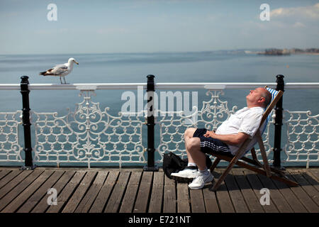 Migliaia di persone accorrono per la spiaggia di Brighton e pier.Nella foto è un uomo dormire su di una sedia a sdraio con un gabbiano appollaiato vicino Foto Stock