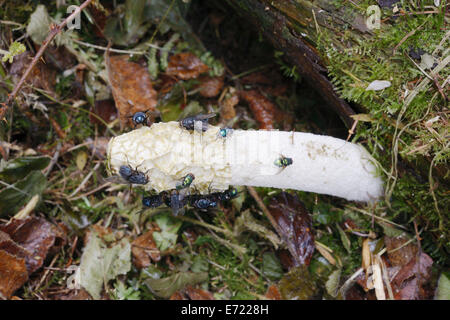 Phallus impudicus, Stinkhorn fungo, attirare mosche come mezzo di dispersione di spore, Wales, Regno Unito. Foto Stock