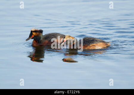 Svasso della Slavonia - coppia Podiceps auritus Islanda BI026386 Foto Stock