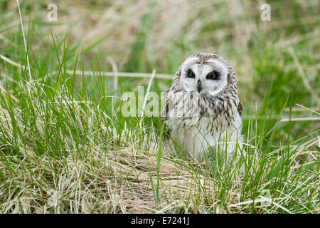 Corto-eared Owl - in erba lunga asio flammeus Islanda BI026488 Foto Stock