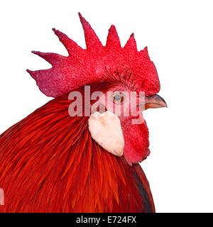 Maschio di gallo di pollo, isolata su uno sfondo bianco, il profilo di testa Foto Stock