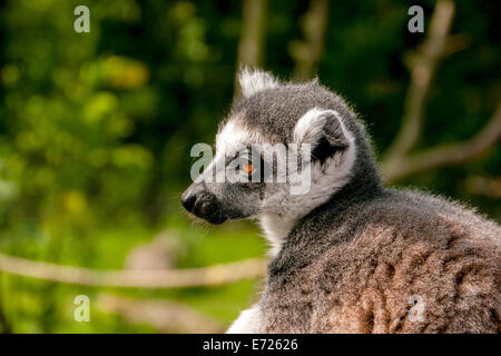Lemure Ring-Tailed in Zoo Whipsnade, Dunstable, Bedfordshire, Regno Unito Foto Stock