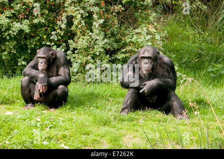 Due scimpanzé in Zoo Whipsnade, Dunstable, Bedfordshire, Regno Unito Foto Stock