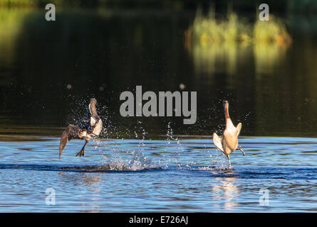 Lotta contro i tuffetti, Gavia stellata Foto Stock