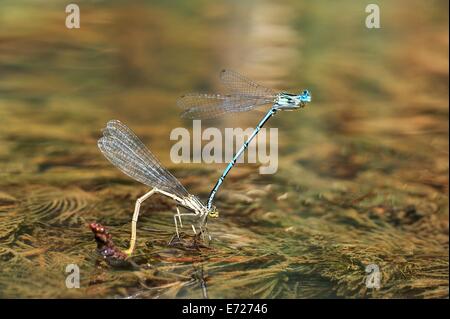 White-gambe coppia damselfly Foto Stock