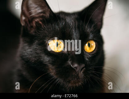 Close up ritratto pacifica femmina nero gattino Cat Foto Stock