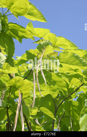 Catalpa Foto Stock