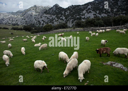 Un gregge di pecore pascola in una prateria a Villaluenga del Rosario, Sierra de Grazalema Parco Nazionale, la provincia di Cadiz Cadice, e Foto Stock