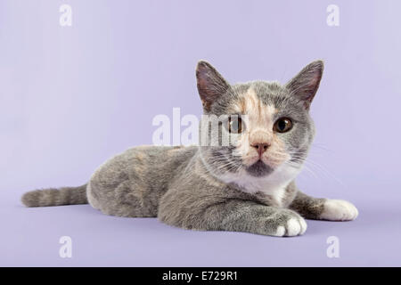 British Shorthair kitten, 24 settimane, blu bianco panna Foto Stock