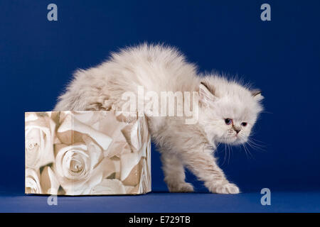 Gattino persiano, 5 settimane, con naso, Colorpoint Rosso tabby point, arrampicata al di fuori di un box Foto Stock