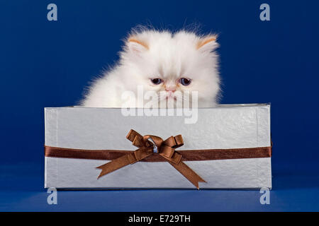 Gattino persiano, 5 settimane, con naso, Colorpoint Rosso tabby point, in una scatola Foto Stock