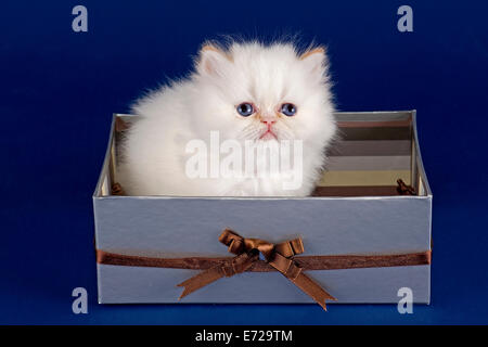 Gattino persiano, 5 settimane, con naso, Colorpoint Rosso tabby point, in una scatola Foto Stock