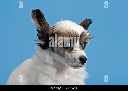 Chinese Crested Dog, polvere Puff, cucciolo, 7 settimane Foto Stock