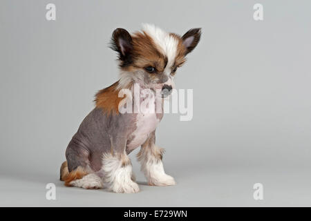 Chinese Crested Dog, glabre, cucciolo, 7 settimane Foto Stock