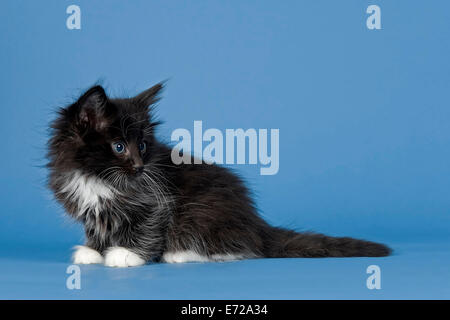 Norvegese delle Foreste, gattino, 7 settimane, in bianco e nero Foto Stock