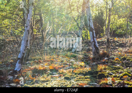 Sole mattutino in autunno la foresta di betulla Foto Stock