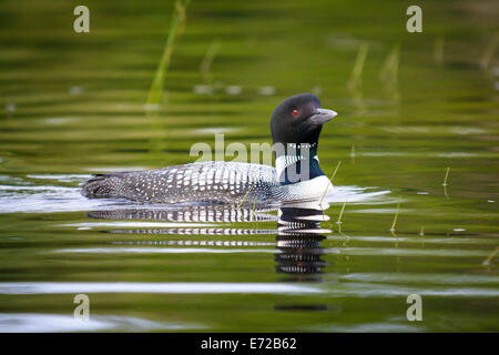 Loon comune, Gavia immer, Orland, Maine. Foto Stock