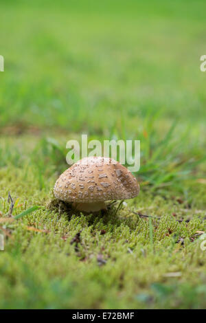 Amanita rubescens, il fungo blusher Foto Stock