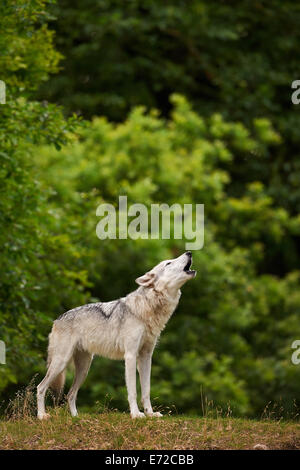 Un grigio o grigio Wolf urlando in un campo (Canis lupus) Foto Stock