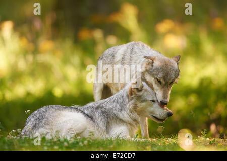 2 grigio o grigio lupo (Canis lupus) giocando Foto Stock