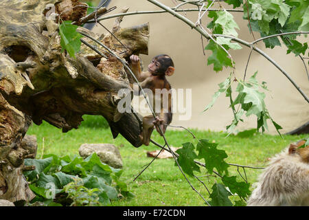 Baby Barbary Macaque Foto Stock