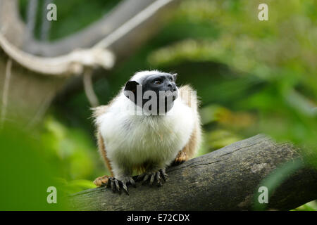 Saguinus bicolor Foto Stock