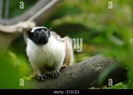 Saguinus bicolor Foto Stock