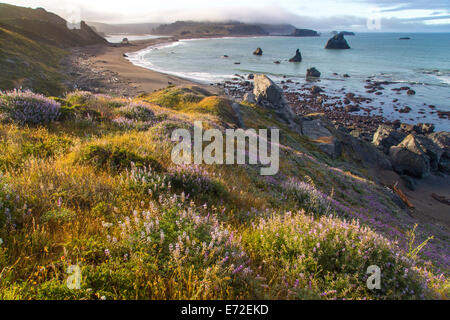 Fiori Selvatici di lupino coprono le colline sopra la spiaggia nei pressi di Jenner, California, Stati Uniti d'America. Foto Stock