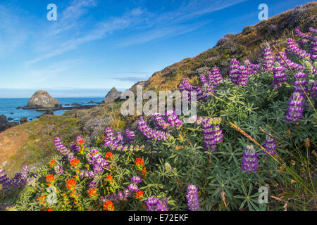 Lupino pennello e fiori selvatici ricoprono le colline sopra la spiaggia nei pressi di Jenner, California, Stati Uniti d'America. Foto Stock