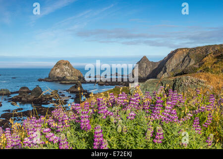 Fiori Selvatici di lupino coprono le colline sopra la spiaggia nei pressi di Jenner, California, Stati Uniti d'America. Foto Stock