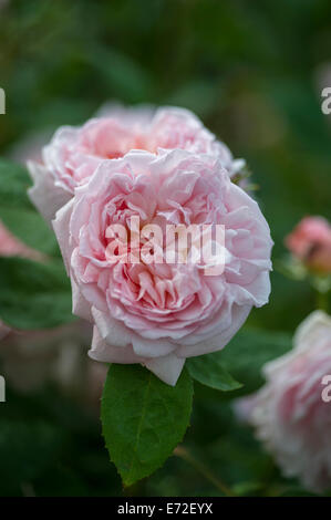 Rosa Ausmak Eglantyne Foto Stock