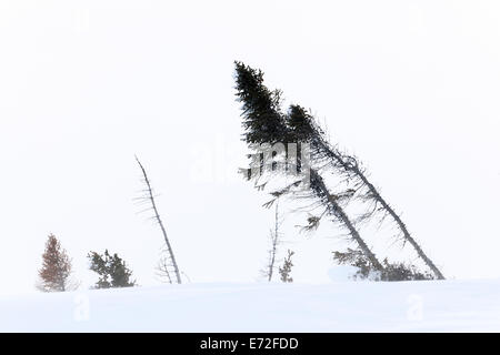 Tundra artica con la taiga forest, mosso da forti tempeste, Wapusk National Park, Canada. Foto Stock