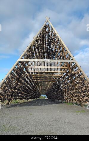 Rack pieno di merluzzo essiccato, Svolvaer, Lofoten, Norvegia Foto Stock