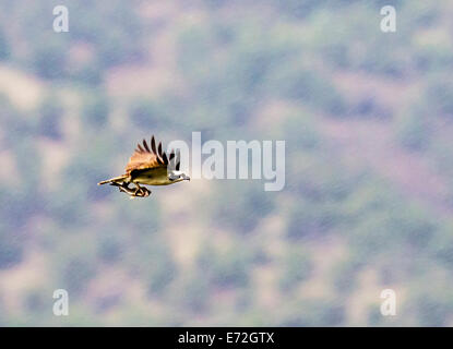 Osprey in volo portando pesci pescati, Pandion haliaetus, sea hawk, pesce eagle, fiume hawk, pesce hawk, raptor Foto Stock