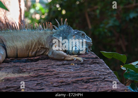 Grossa iguana con punte in tutto il suo corpo Foto Stock