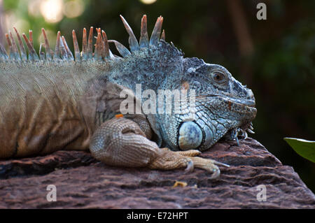 Grossa iguana con punte in tutto il suo corpo Foto Stock