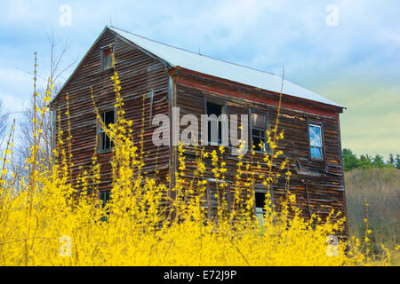 Un tripudio di giallo dei fiori di forsitia fagocitato un vecchio fienile. Foto Stock