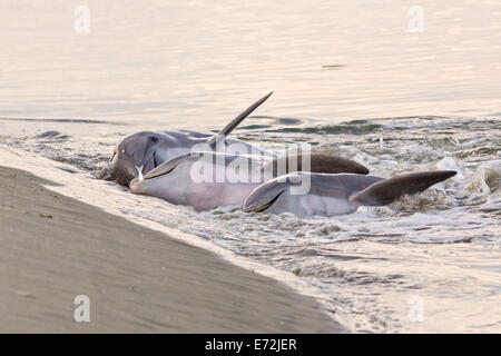 Atlantic Delfini Tursiopi si nutrono di pesce che essi corralled sulla spiaggia durante lo stand alimentare a Capitano Sam di ingresso Settembre 3, 2014 in Kiawah Island, SC. Questa insolita pratica coinvolge un gruppo di delfini imbrancandosi una scuola di pesce sulla spiaggia e poi lanciare i loro corpi al di fuori dell'acqua e sulla riva di alimentazione e si trova solo in pochi luoghi sulla terra. Foto Stock