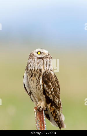 Breve eared owl a Ninepipe WMA vicino a Ronan, Montana, USA. Foto Stock