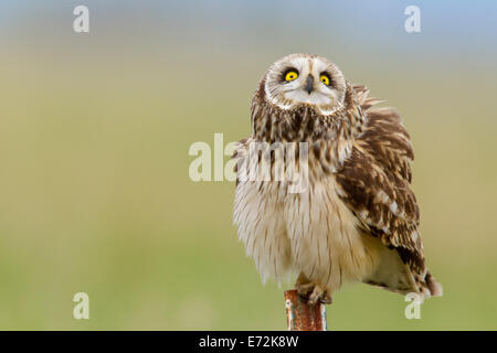 Breve eared owl a Ninepipe WMA vicino a Ronan, Montana, USA. Foto Stock