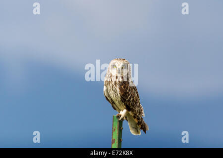 Breve eared owl a Ninepipe WMA vicino a Ronan, Montana, USA. Foto Stock