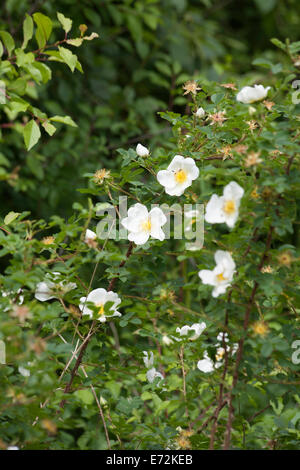 Campo Rose dal modo Middlewood vicino a Bollington cheshire england Foto Stock